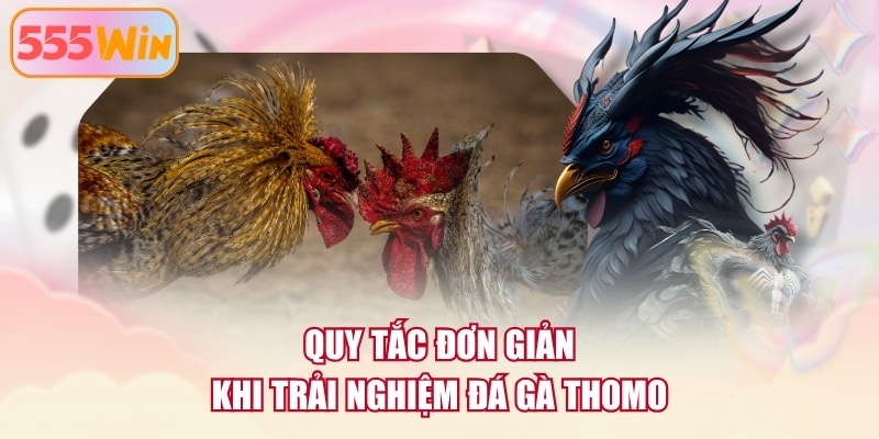 Quy tắc đơn giản khi trải nghiệm đá gà Thomo